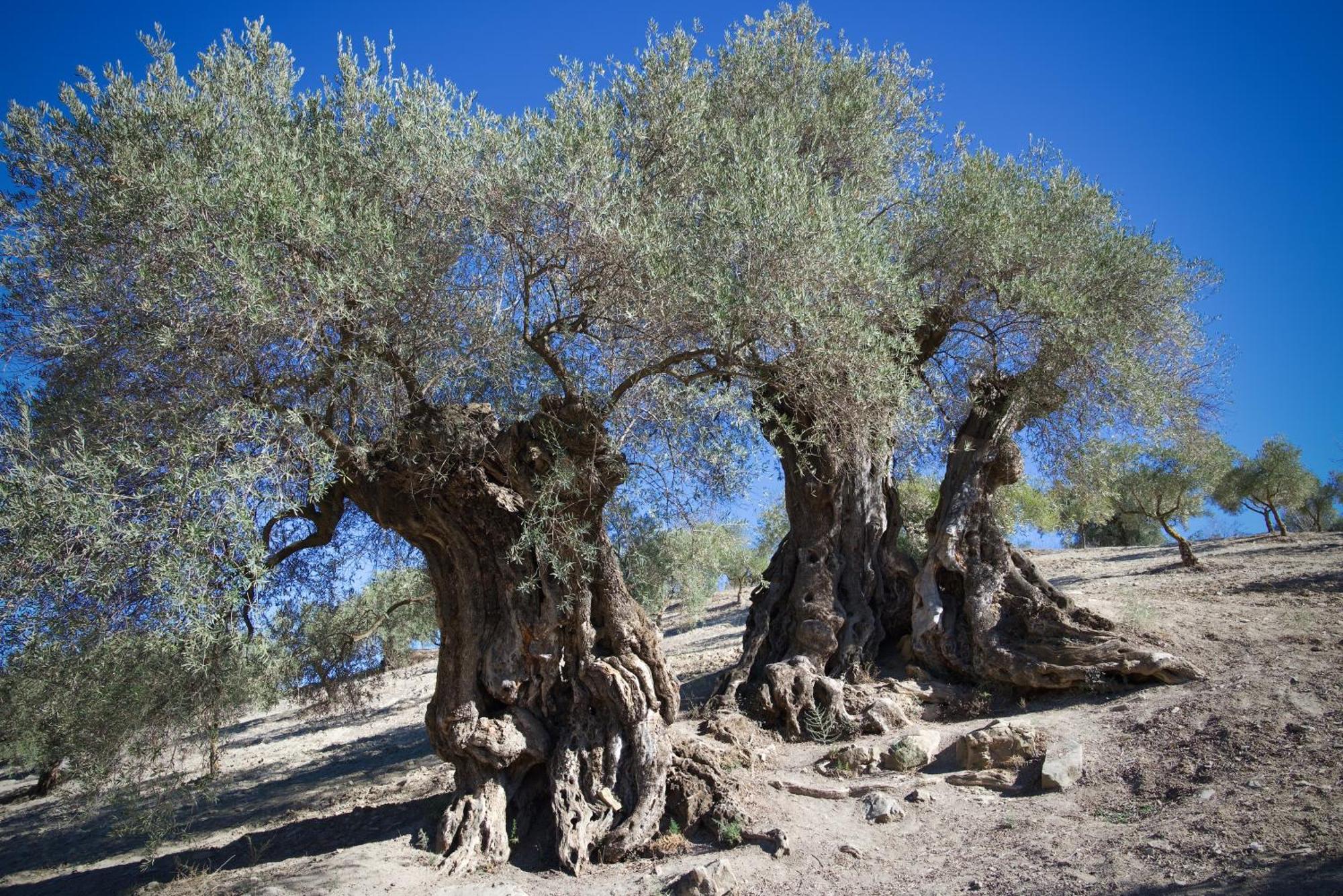 Los Campos Casa Rural Almogía Εξωτερικό φωτογραφία